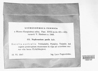 Image of Nephroma parile